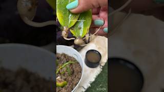 Easy to grow Zz plant leafpropagation easygardening sunilassweethome [upl. by Umberto]