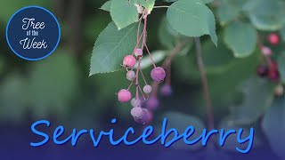 Tree of the Week Serviceberry [upl. by Anaert]