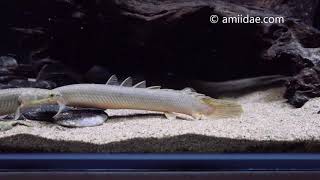 Polypterus senegalus from Lake Tukarna [upl. by Zuliram]