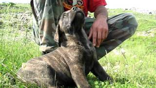 Srpski Odbrambeni Pas  Serbian Defance Dog [upl. by Isiah]