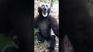 gibbon monkey screaming🐼 [upl. by Amble]