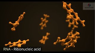 RNA  Ribonucleic Acid [upl. by Constancy]