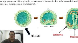 Embriologia  gastrulação neurulação e organogênese [upl. by Retrop951]