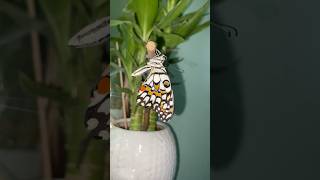 It’s known as Papilio demoleus swallowtail butterfly lime butterfly  chequered swallowtail 🦋 [upl. by Anasus]