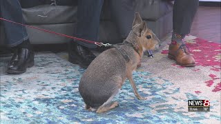 Larry Battson brings a Patagonian Cavy [upl. by Nnaeitak]