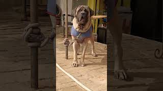 Barking Sound of English mastiff amp French mastiff barking [upl. by Eceela776]