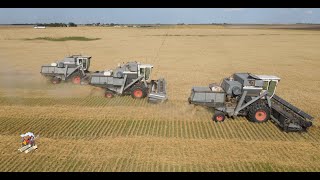 Colorado Wheat Harvest like its the 1970s with 3 Gleaner L2 Combines [upl. by Ahnavas136]