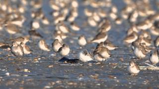 넓적부리도요Spoonbilled Sandpiper [upl. by Onabru]