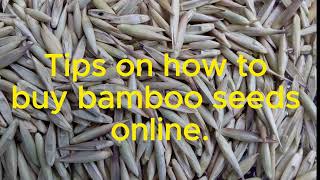 Tips on how to buy bamboo seeds online [upl. by Gillan]