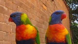 Lorikeets rave [upl. by Anayad]