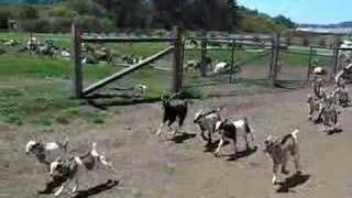 Kid Goats Running at Harley Farm [upl. by Acinor23]