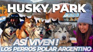 CONOCE LOS DESCENDIENTES DEL PRIMER PERRO QUE CRUZÓ LA ANTÁRTIDA HUSKY PARK USHUAIA  ARGENTINA [upl. by Alliuqet150]