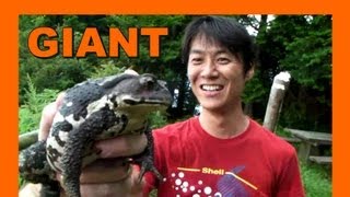 🐝 Giant Japanese Mountain Toad  Real Japan Monsters 巨大な日本の山のヒキガエル 日本のモンスター [upl. by Eiramanitsirhc773]