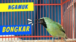 DIJAMIN ikut NGAMUK dan BONGKAR ISIAN dengan PANCINGAN cucak ijo ini [upl. by Alidis414]