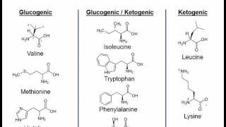 Essential amino acids mnemonic song  very short [upl. by Aicele]