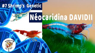 Crevettes Neocaridinas DavidiiPalmata 🦐 7 Shrimps Genetic [upl. by Nerissa]