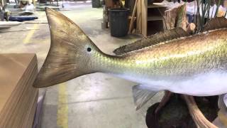 Redfish on Muddball  Gray Taxidermy Fishmounts Custom fish reproductions [upl. by Rocco]