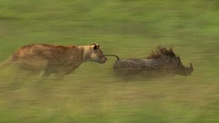 Mother Lioness Hunts Warthog  BBC Earth [upl. by Ellebana]