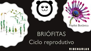 Briófitas  Ciclo reprodutivo [upl. by Ag]