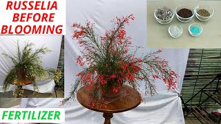 Russelia care before flowering Russelia equisetiformis Part 2 [upl. by Novahs638]