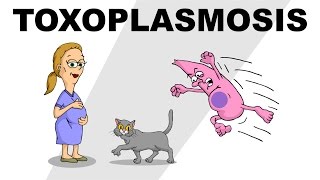 Toxoplasmosis  Plain and Simple [upl. by Bolen]