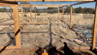 Coop Ideas for Heritage turkeys amp chickens Predator proofing heritageturkey chickencoop [upl. by Bilac]