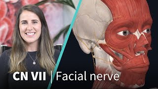 Anatomy Dissected Cranial Nerve VII facial nerve [upl. by Sirehc]