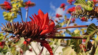 Erythrina Variegata Em Rua No Interior Do Sertão [upl. by Ymarej]