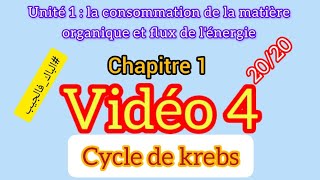 cycle de Krebs  la consommation de la matière organique et flux de lénergie [upl. by Repotsirhc713]