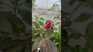 ❤️💞😍 for Beautiful song Viral short love viralclips [upl. by Ishmul]