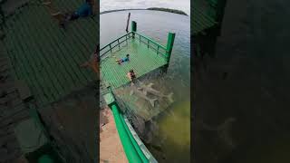 Children Interacting with Amazon River Dolphins [upl. by Ahsieit832]