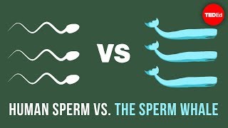 Human sperm vs the sperm whale  Aatish Bhatia [upl. by Dud900]