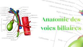 Anatomie des voies biliaires [upl. by Yanal]