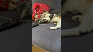 How my cats grooming spongebob cute cat cats music viralvideo fyp [upl. by Alyehs]