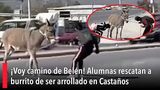 ¡Voy camino de Belén Alumnas rescatan a burrito de ser arrollado en Castaños [upl. by Dusty157]