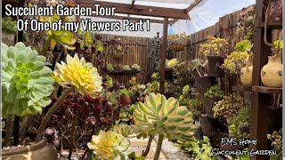 Succulent Garden Tour with lots of Rare Aeonium [upl. by Crystie]