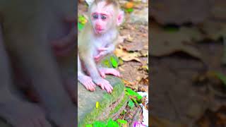 Adorable baby monkey real life  Monkey Babymonkey Shorts  Viral Monkey [upl. by Josias319]