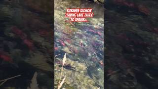 Kokanee Salmon Spawning Run Lake Tahoe [upl. by Rayham]