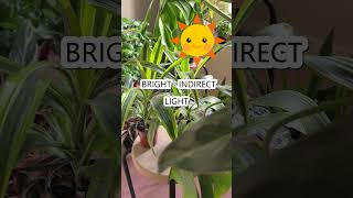 Everything You Need To Know About Dracaena In Under One Minute [upl. by Akimad930]