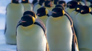 How Does Huddling Help Penguins Stay Warm  BBC Earth [upl. by Inram]