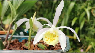 Pleione pollination and update of Pleione formosana grandiflora alba planting video [upl. by Alderson]