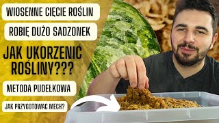 Jak ukorzeniać rośliny 🌿 Zróbmy razem sadzonki 😊 METODA PUDEŁKOWA [upl. by Honoria318]