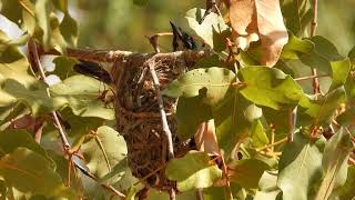 Silver crowned Friarbird on nest [upl. by Cantu434]