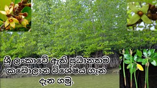 ශ්‍රී ලංකාවේ ප්‍රධානතම කඩොලාන විශේෂය ගැන දැන ගමු Rhizophoraceae English Subtitle [upl. by Boylston]