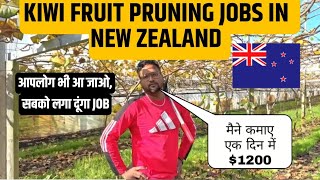 New Zealand kiwi pruningPicking Jobs  Jobs in New Zealand  Public Engine [upl. by Sid878]