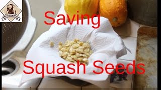 Saving Squash Seeds [upl. by Toni353]