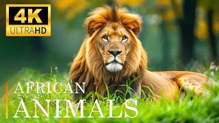 4k HD Animal World Wild beauty of the world 4K HDR [upl. by Louie]