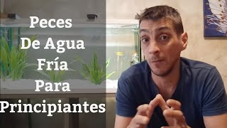 🔵 Peces De Agua Fria Faciles Para PrincipiantesComo Cuidarlos Y Elegirlos Acuarios MB [upl. by Atolrac]