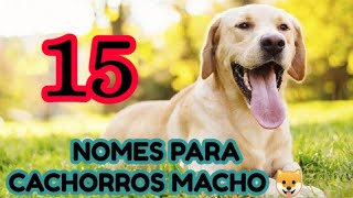 NOMES PARA CACHORROS MACHO 1  Lindos amp Fofos [upl. by Lindgren]