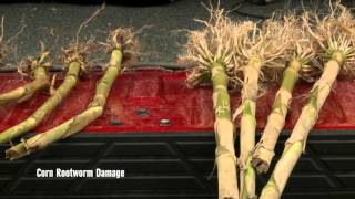 Rootworm Control  Tom Hunt  February 12 2016 [upl. by Wager]